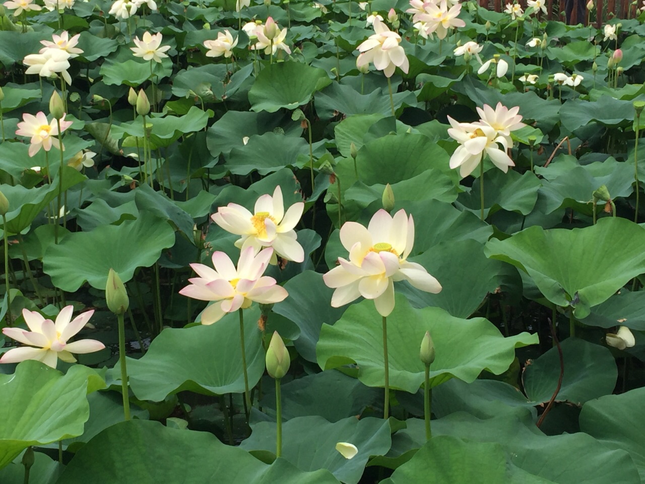 莲花池公园