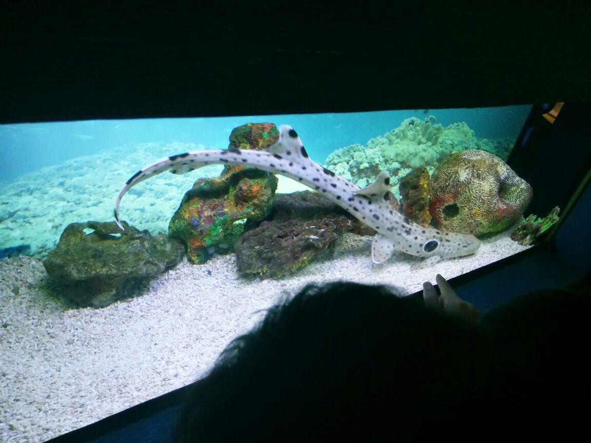 上海海洋水族馆