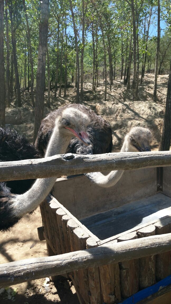 青藏高原野生动物园