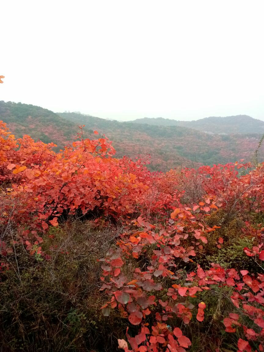 竹林长寿山