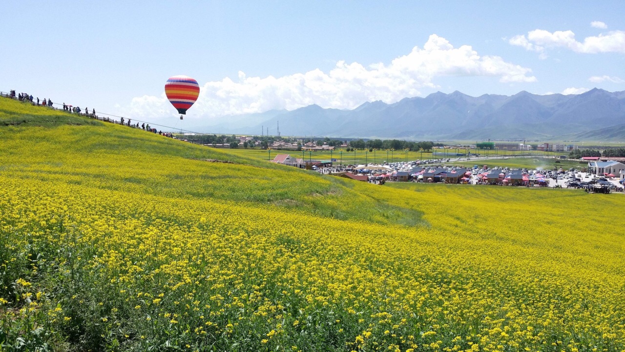 门源油菜花旅游景点攻略图