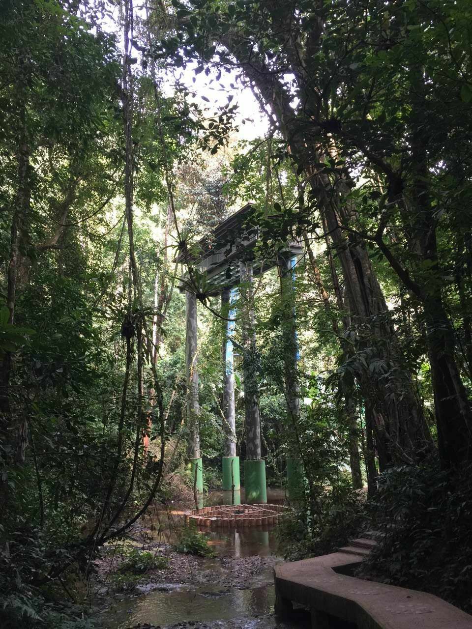 西双版纳热带雨林国家公园望天树景区