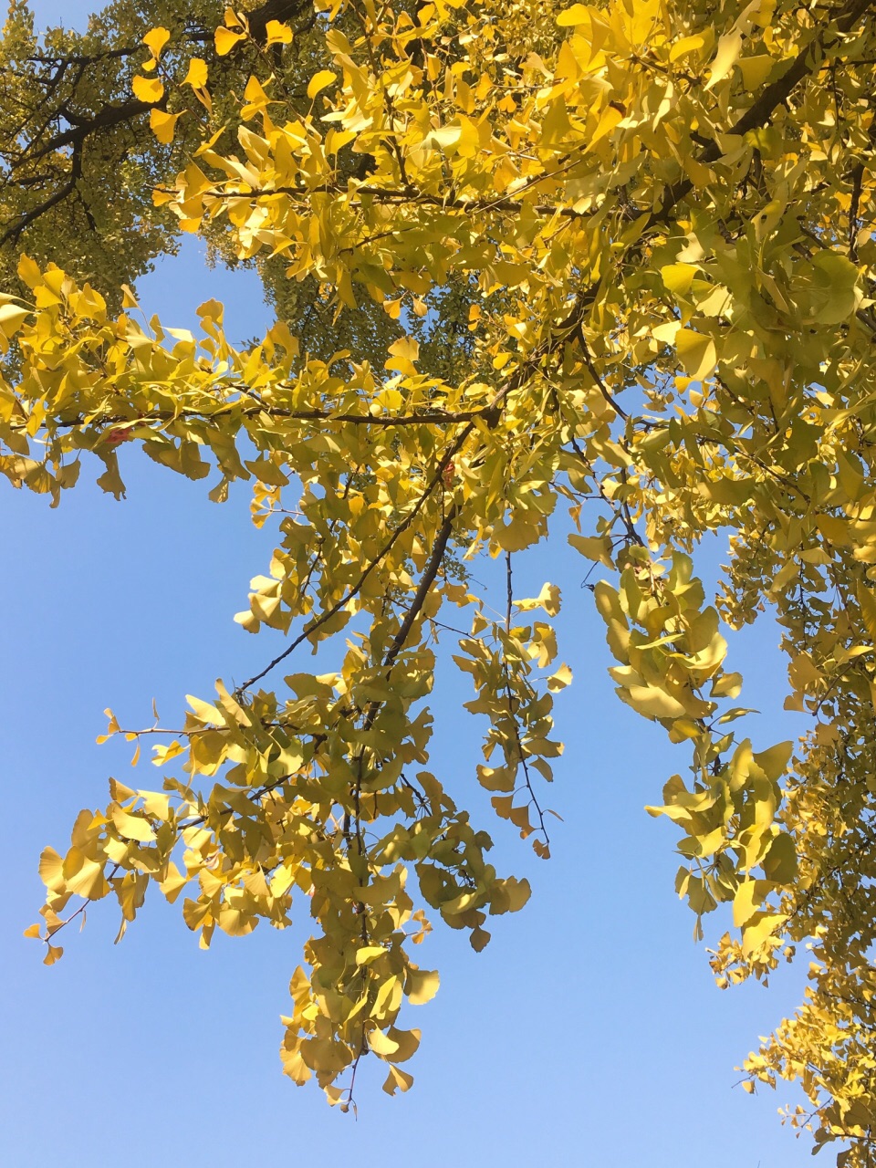 古银杏树,许是阳光照射的不均匀,呈现一半青绿色,一半金黄的多面风景