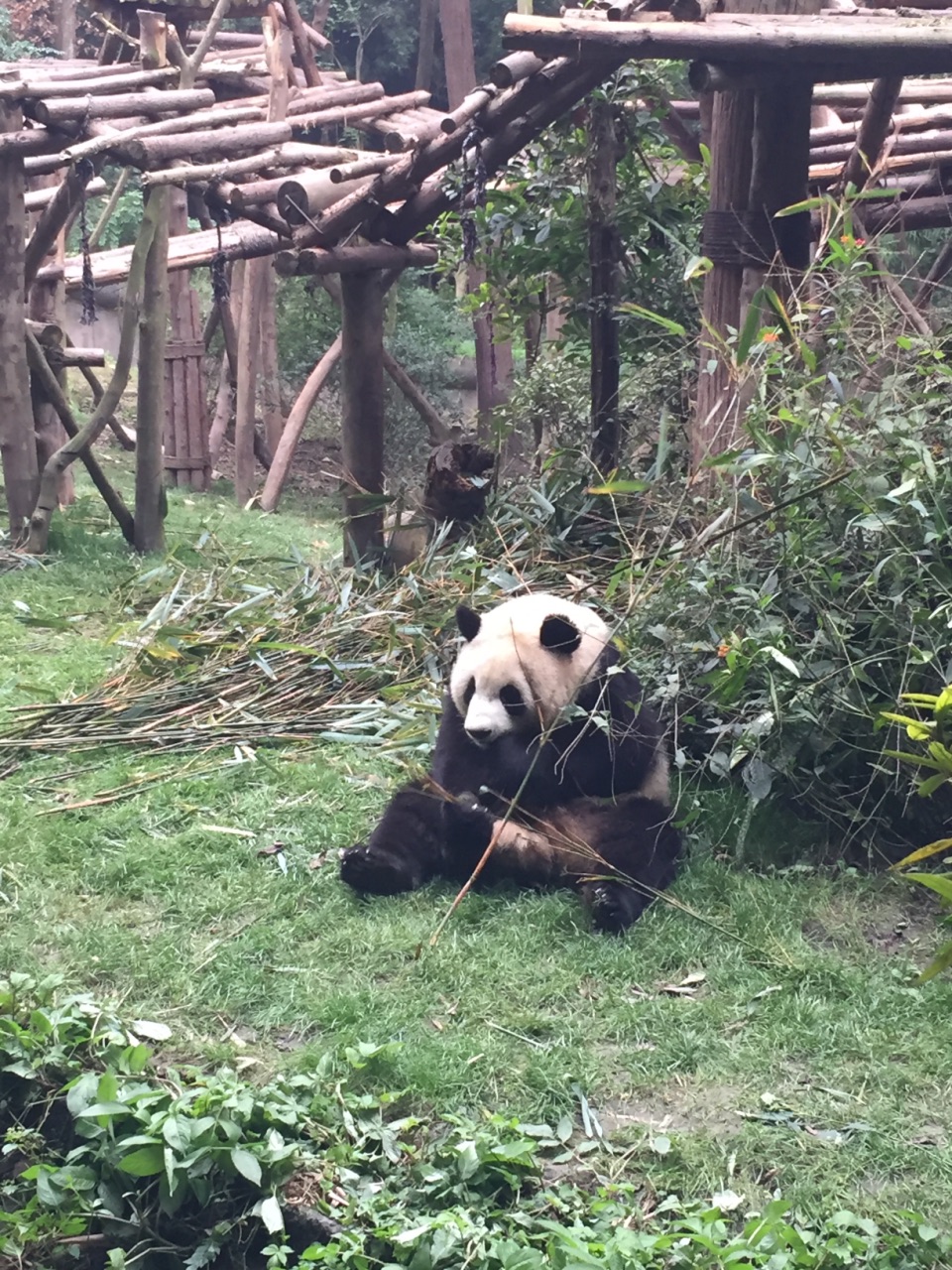 成都大熊猫繁育研究基地