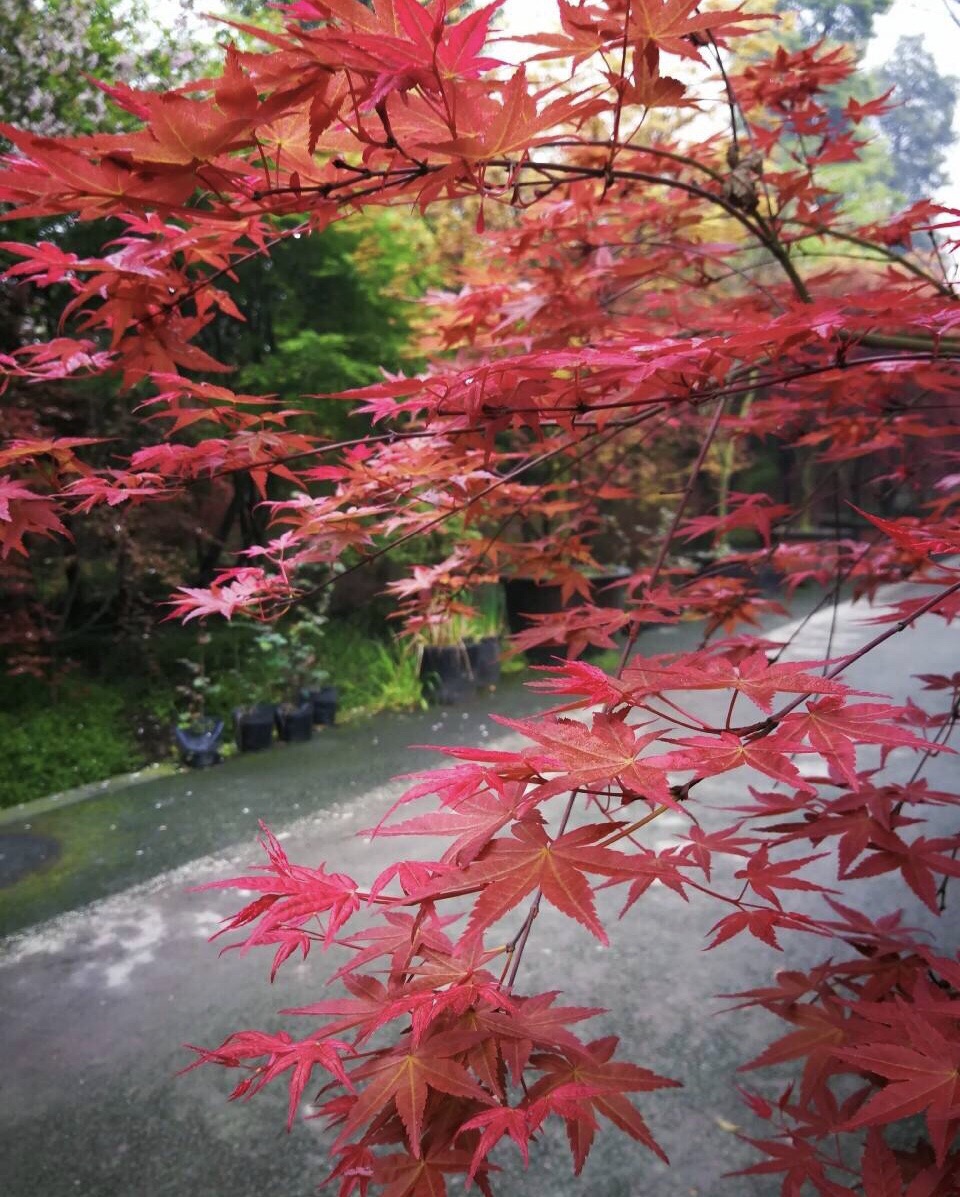 温江红枫基地