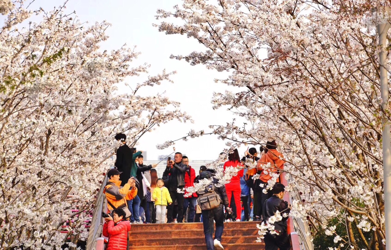 【携程攻略】宁波樱花公园景点,现在是樱花盛开的季节,公园里大片早樱