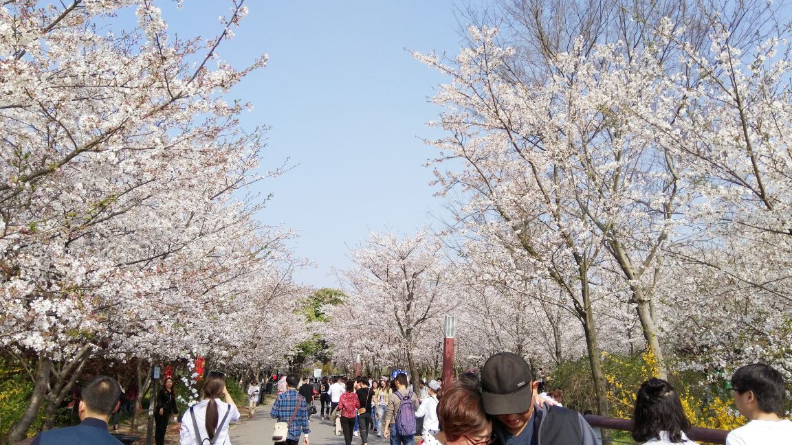 2019顾村公园_旅游攻略_门票_地址_游记点评,上海旅游景点推荐 去