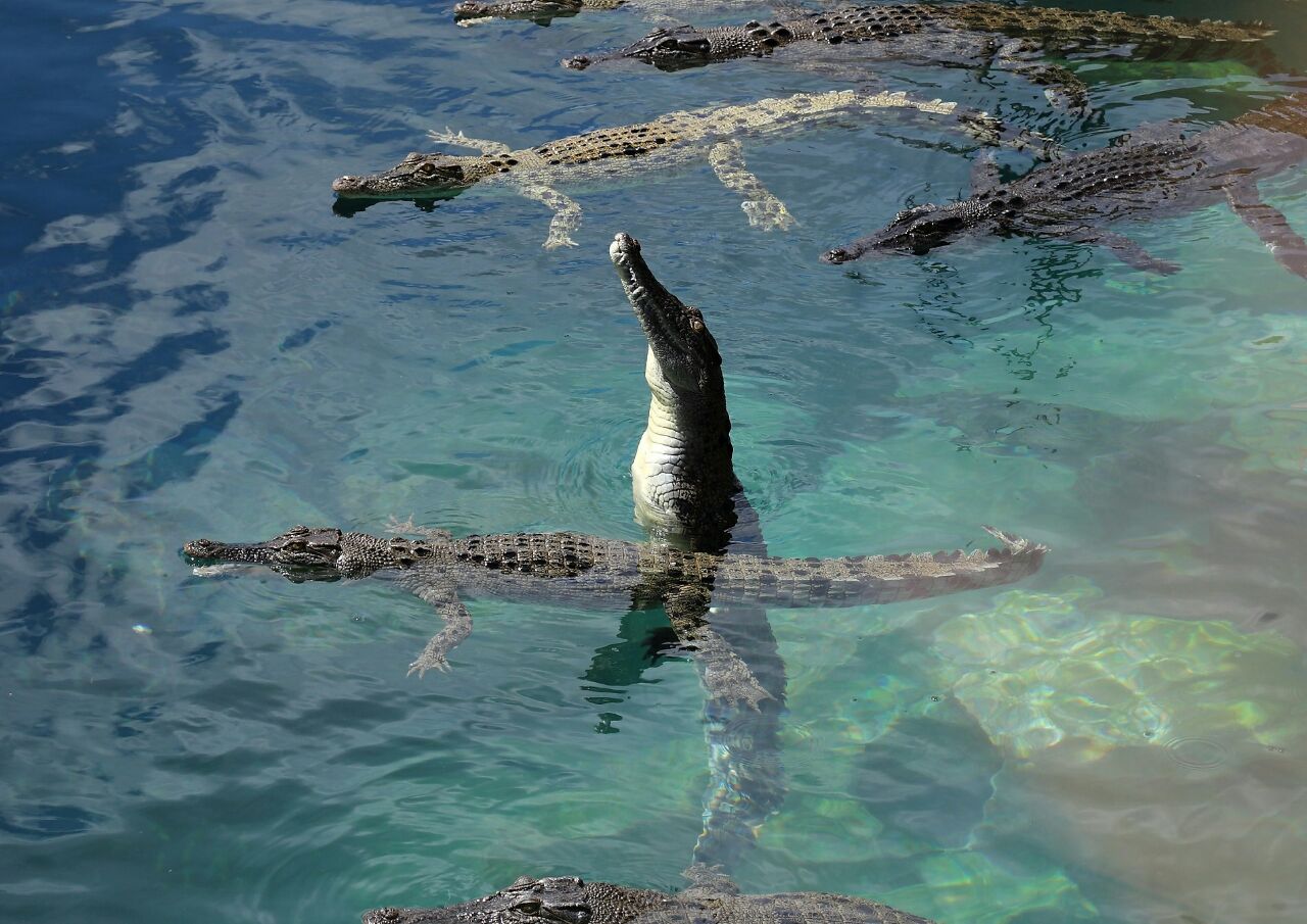 可可洛思鳄鱼湾主题公园