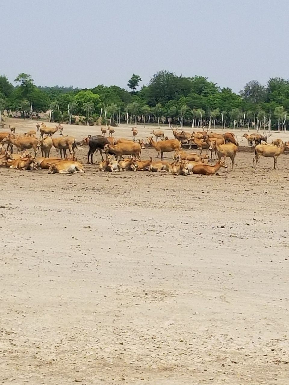 2019中华麋鹿园_旅游攻略_门票_地址_游记点评,大丰旅游景点推荐 - 去