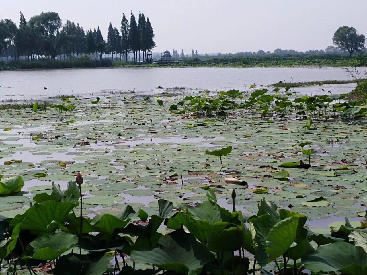 洪湖生态旅游风景区
