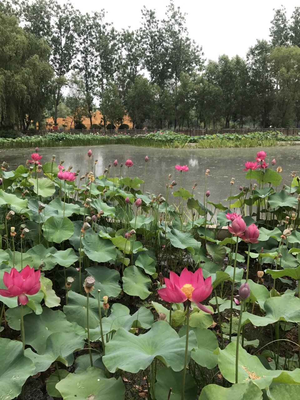 滕州微山湖红荷湿地景区好玩吗,滕州微山湖红荷湿地景区景点怎么样