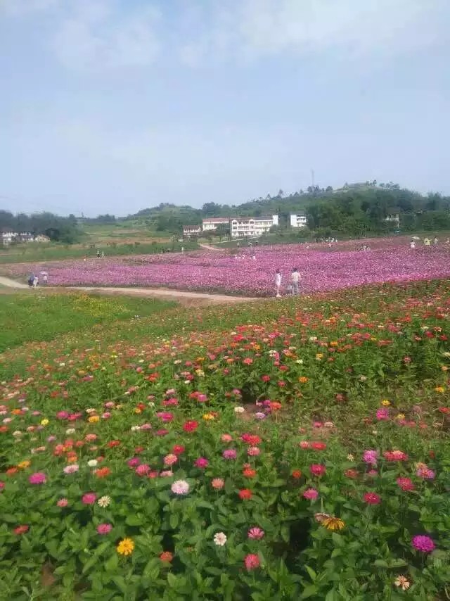 岳池银城花海好玩吗,岳池银城花海景点怎么样_点评