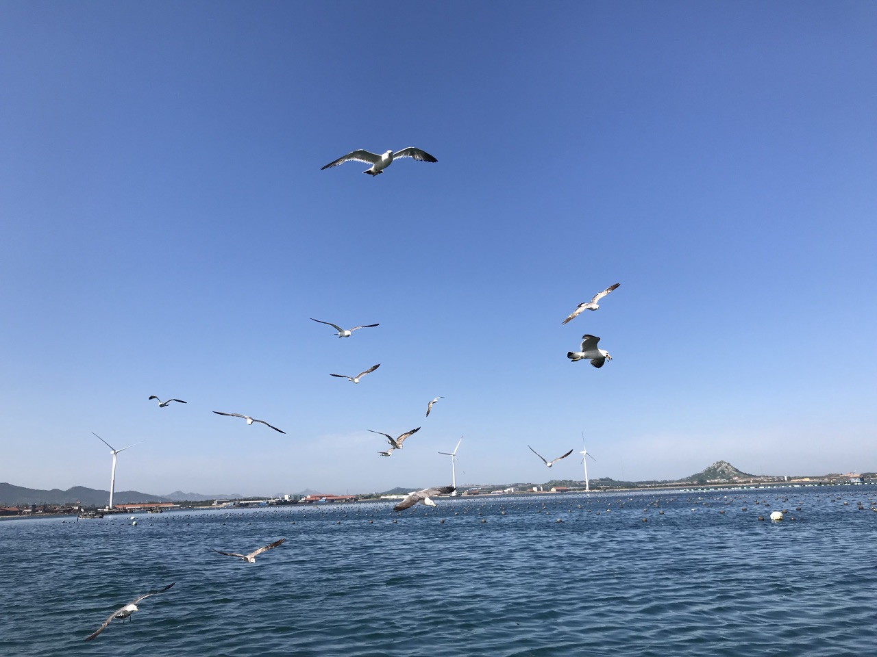 桑沟湾海洋牧场旅游景点攻略图