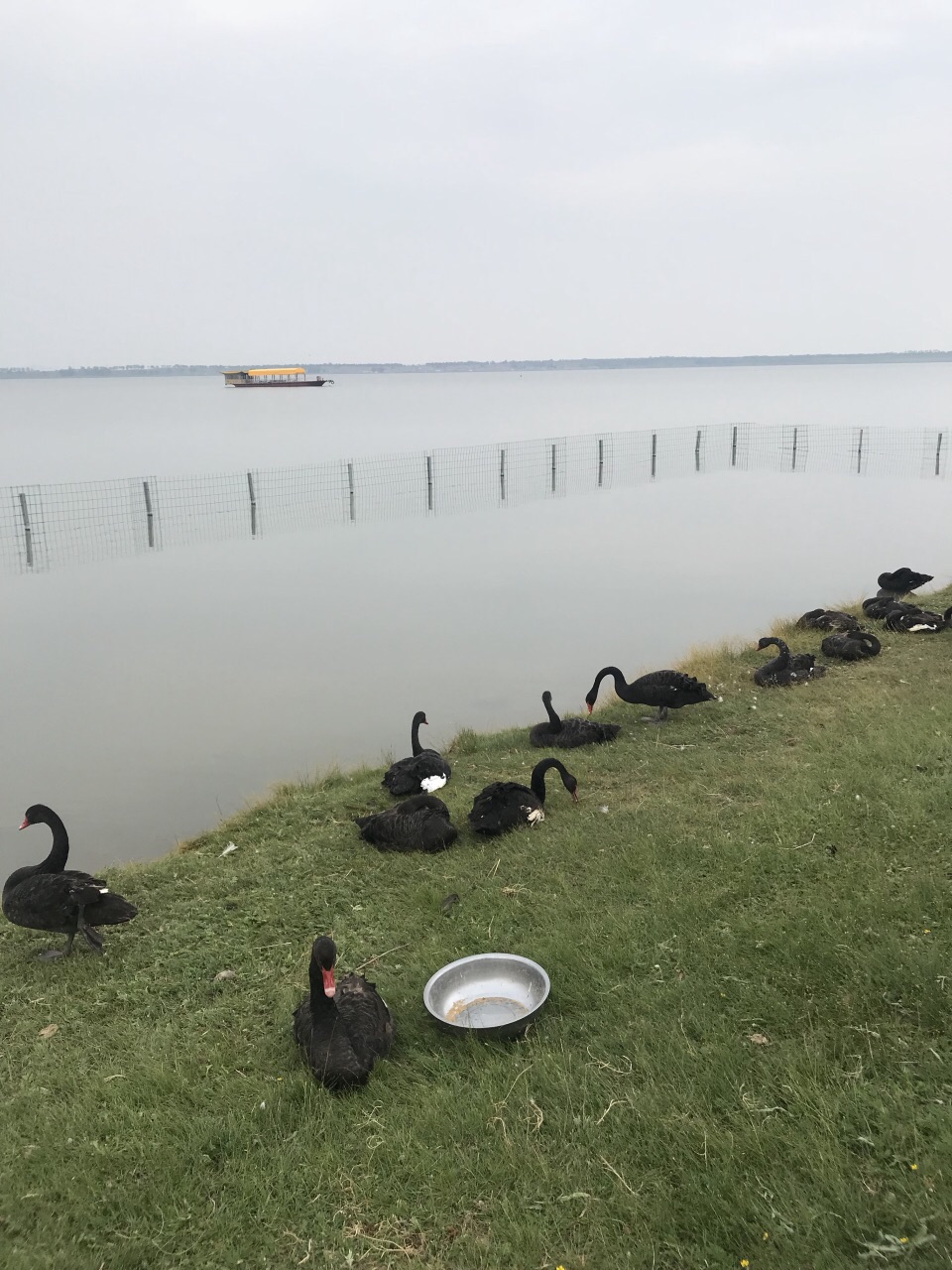 沽源库伦天鹅湖景区好玩吗,沽源库伦天鹅湖景区景点样