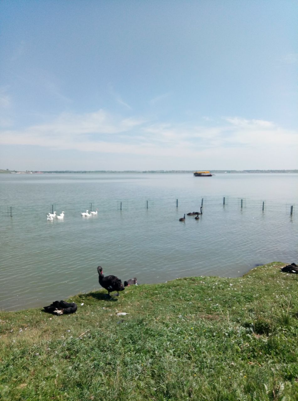 沽源天鹅湖景区好玩吗,沽源天鹅湖景区景点怎么样