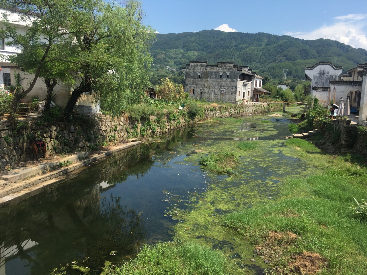 【携程攻略】黄山呈坎景点,夏天村口的荷塘盛开很漂亮