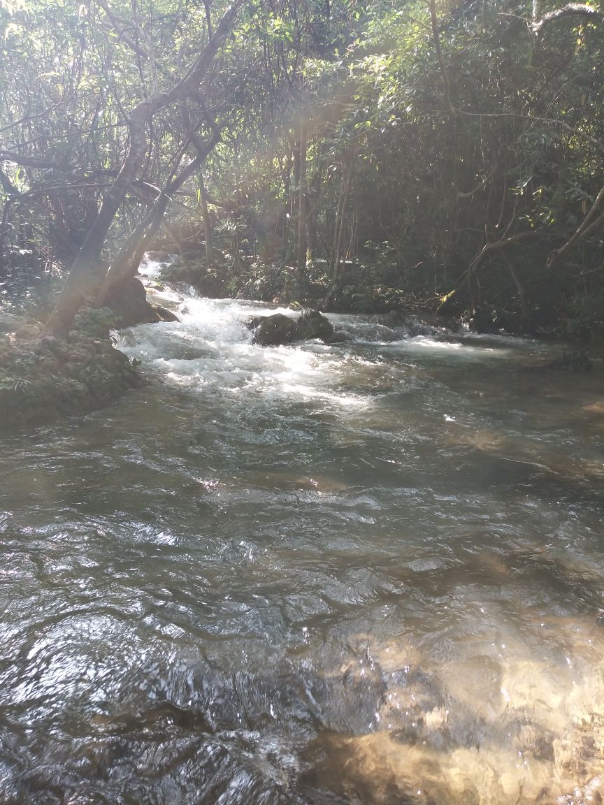 溪水清澈见底,落叶漂流在水面上,如小船荡漾在水中,偶尔还有蜻蜓点水