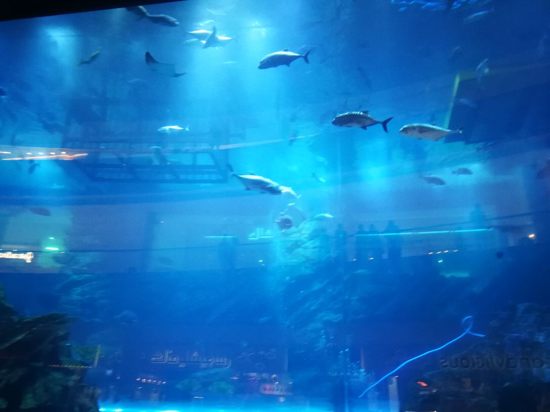 迪拜水族馆和水下动物园