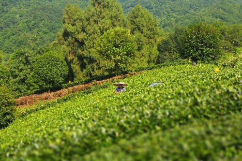 贵州湄潭象山茶博公园   分