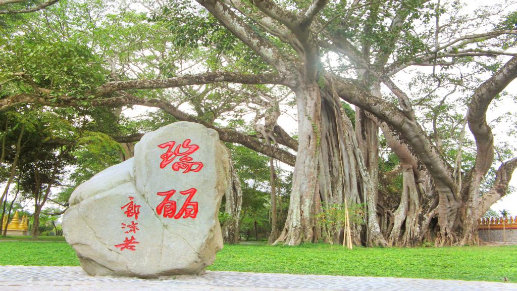 芒令独树成林 直线距离6.8km