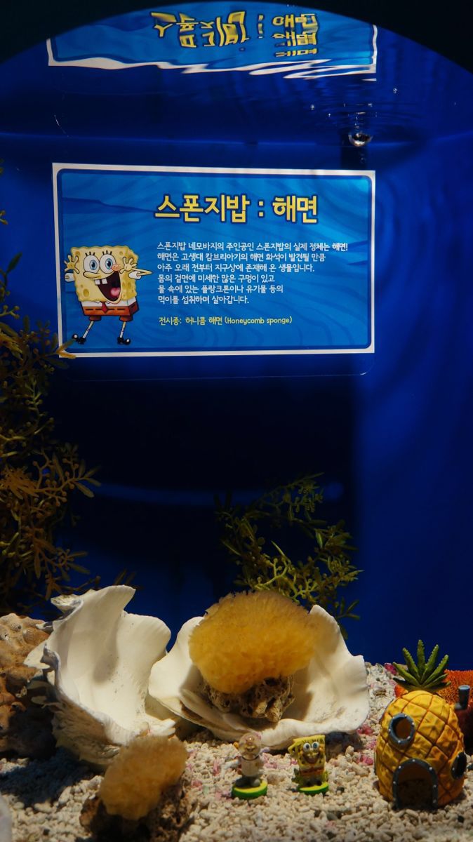 我们到达釜山水族馆时,正好遇见一队小孩子也来参观。釜山水族馆内有鸟类, 鱼类, 爬虫类, 两栖类等动物,是韩国国内规模最大的主体水族馆。水族馆共4层,地下3层地上1层。地上是露天公园和停车场,地下1层为海洋模拟馆、休息室;地下2、3层则是各类的水族馆。此外,地下1层的海洋模拟馆能让游客们在虚幻的海洋世界中尽情畅游。