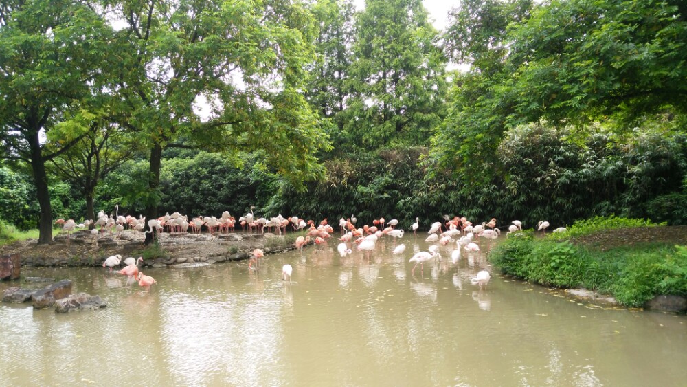 上海野生动物园