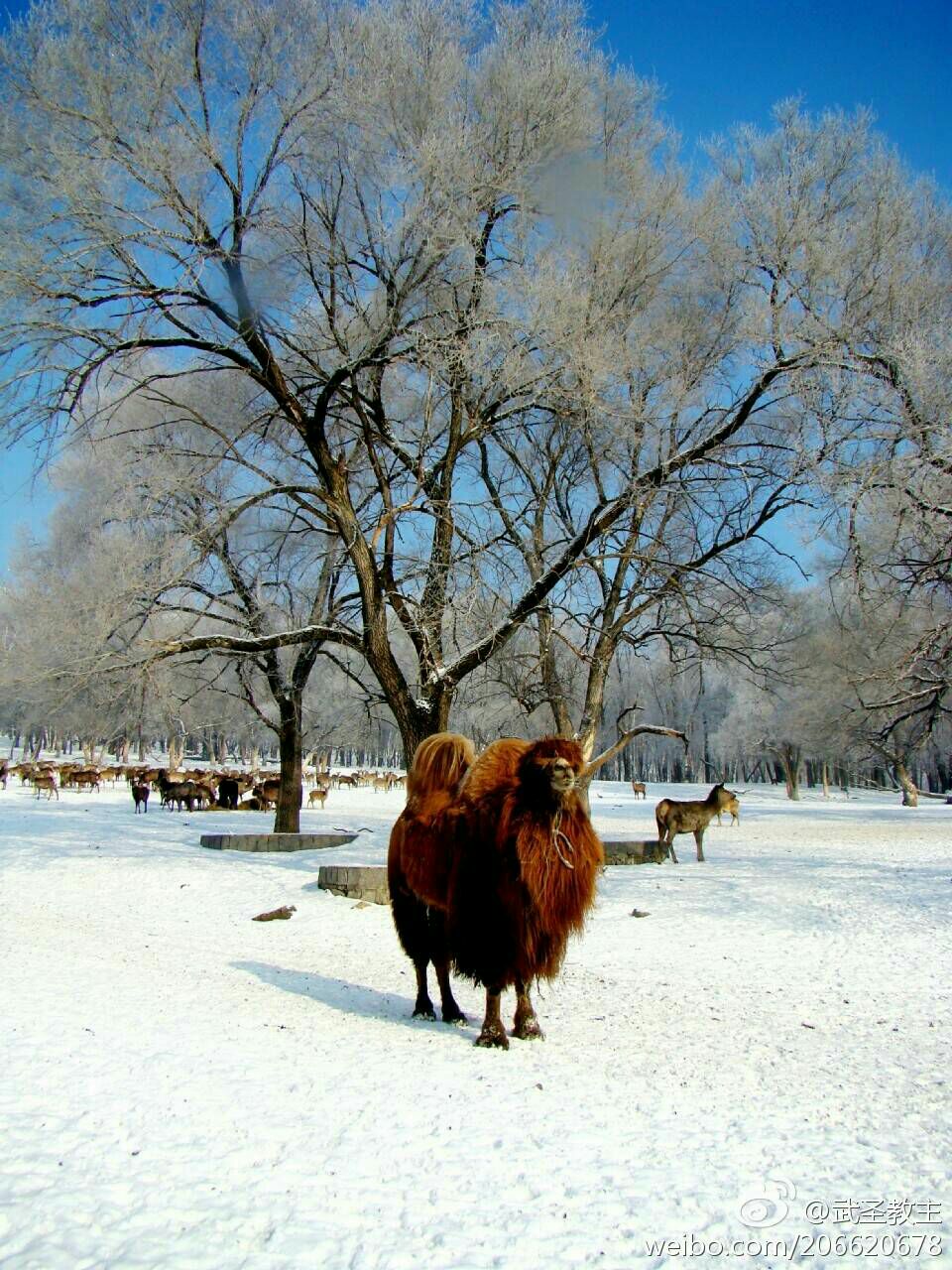 平山神鹿滑雪场