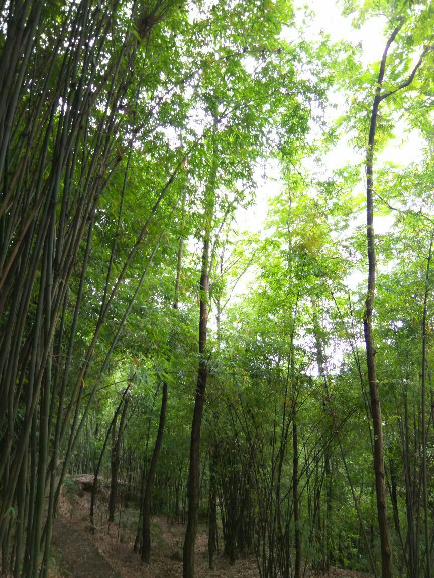 川西竹海景区