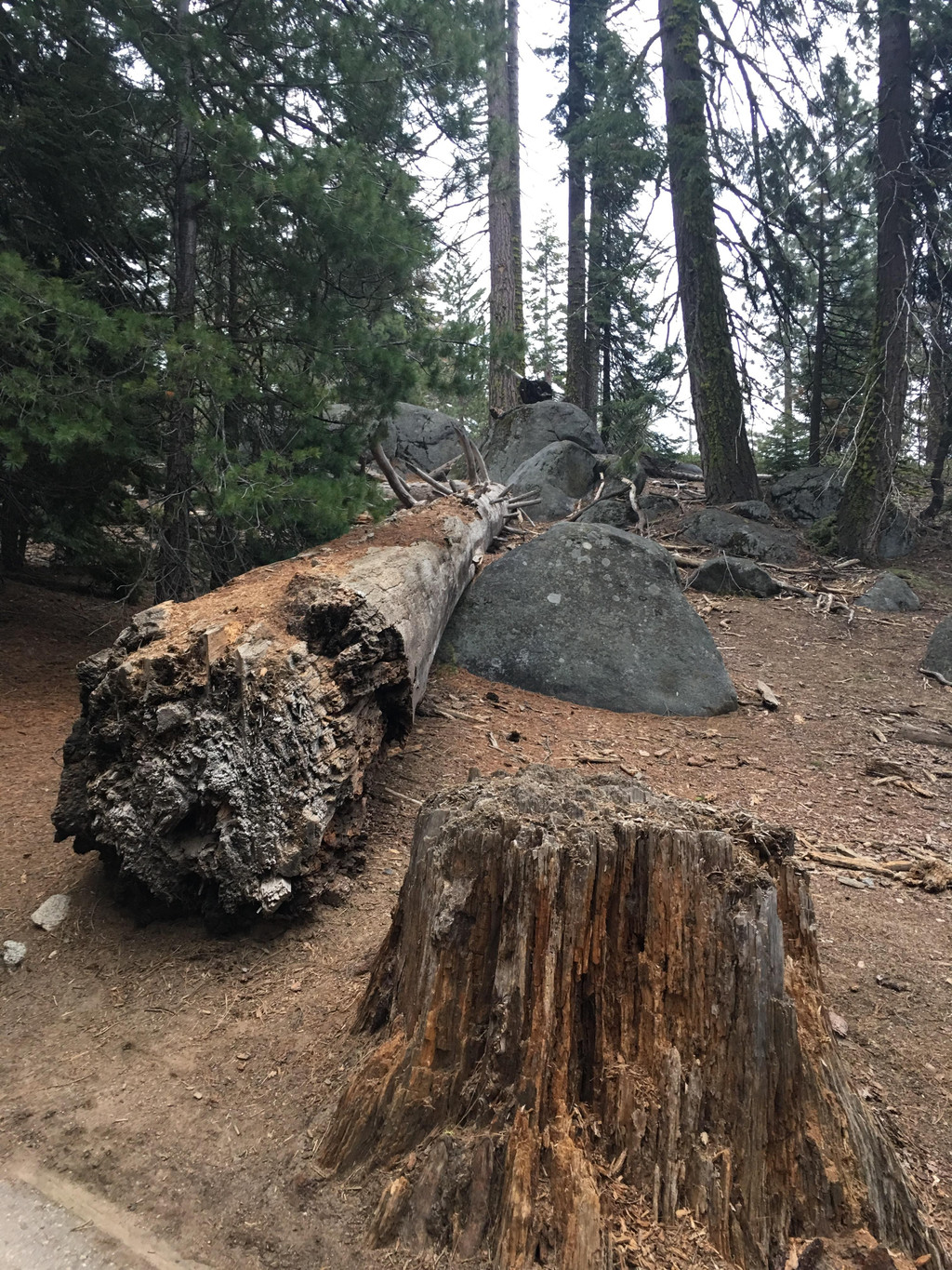 美景不分国界,2017再闯美西之:美国红杉树国家公园(sequoia national