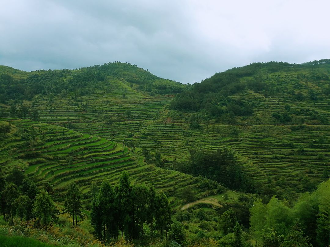 茗岙梯田