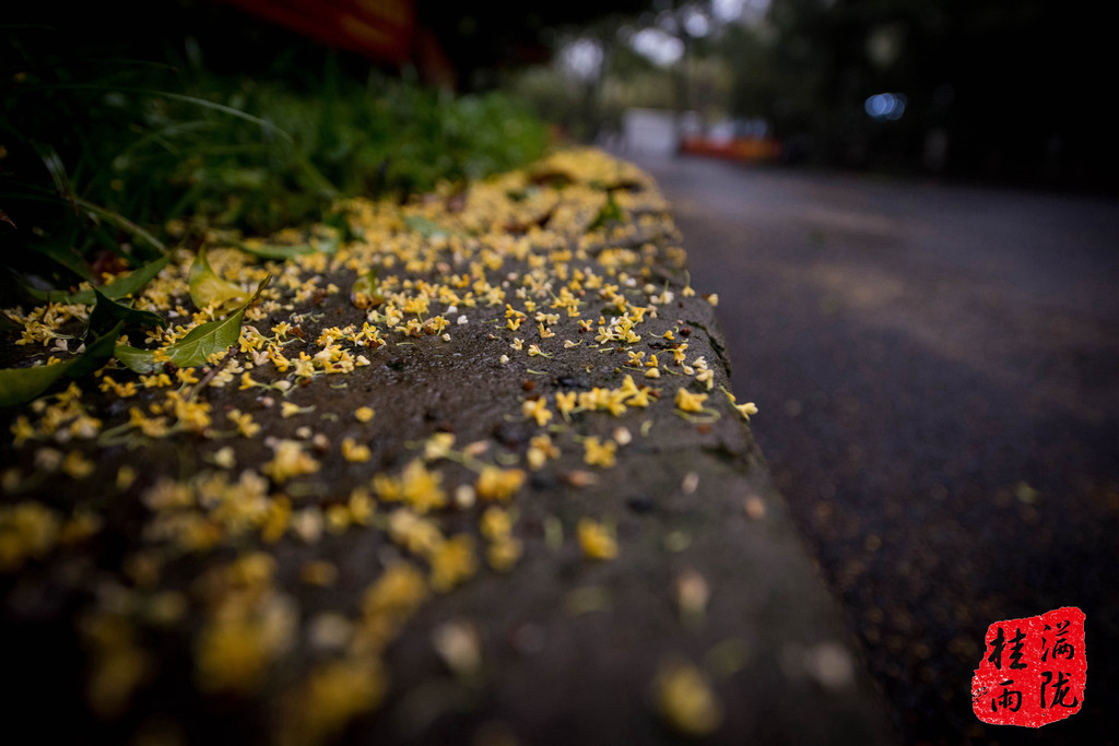 雨中山寺寻桂子:八月金秋满陇桂雨,满觉陇,理安寺寻桂小记(附满陇桂雨