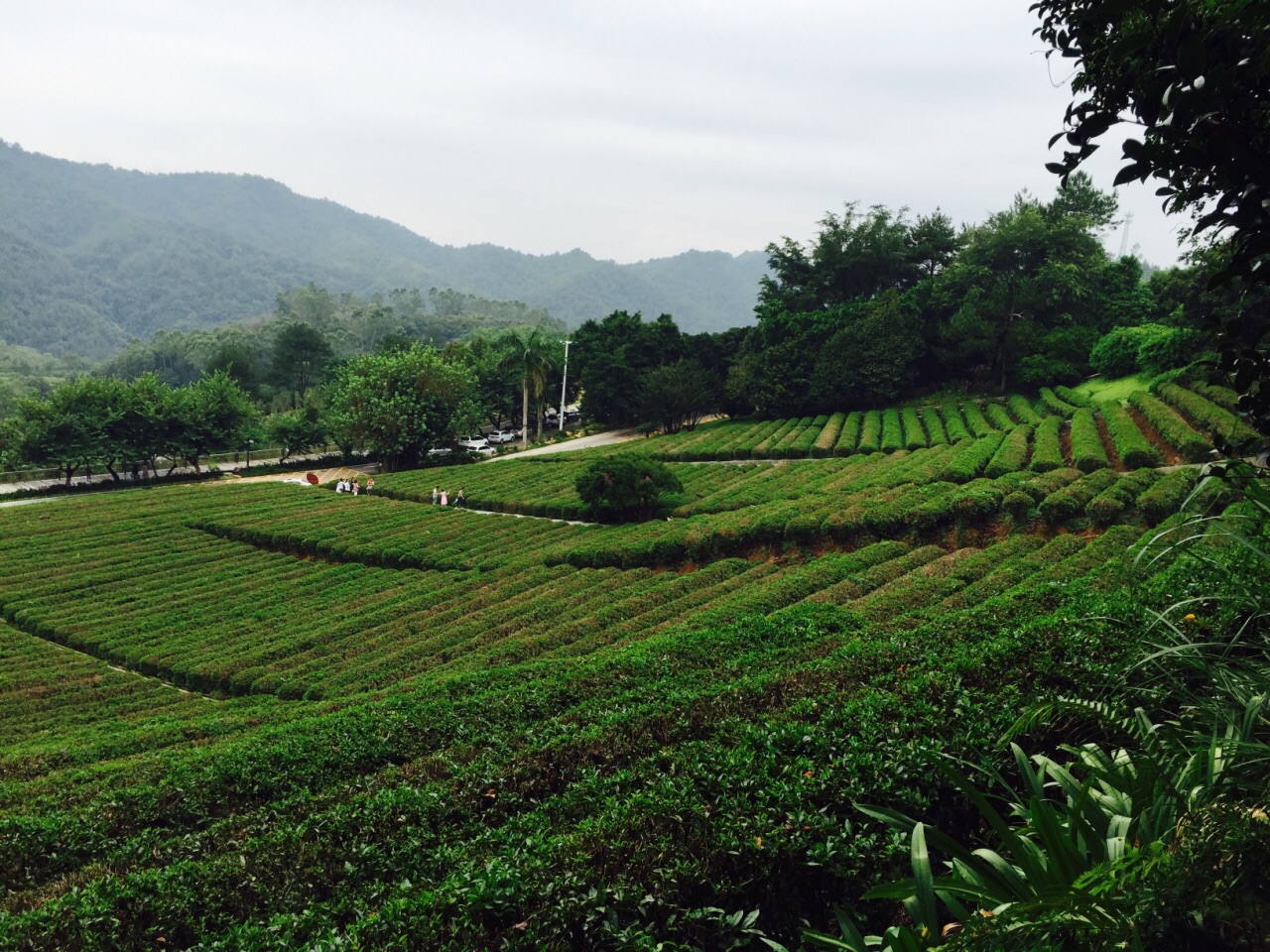 雁南飞茶田景区