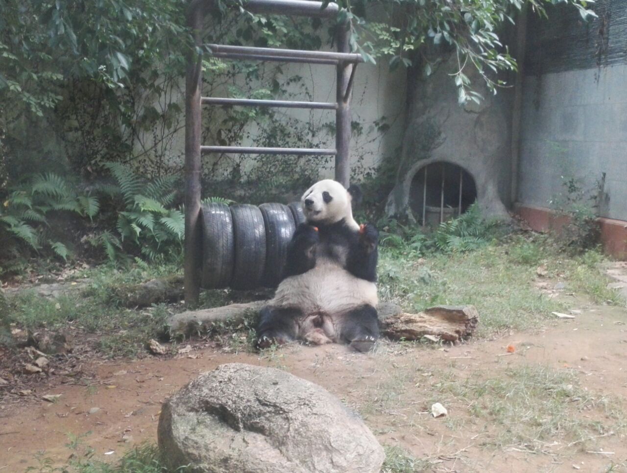 福州海峡熊猫世界好玩吗,福州海峡熊猫世界景点怎么样_点评_评价