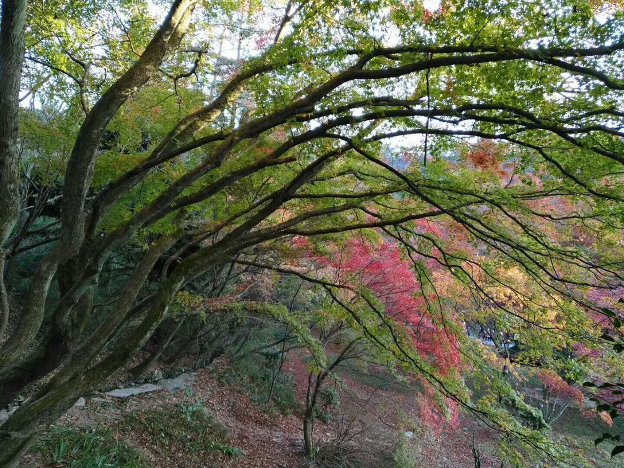 庐山植物园
