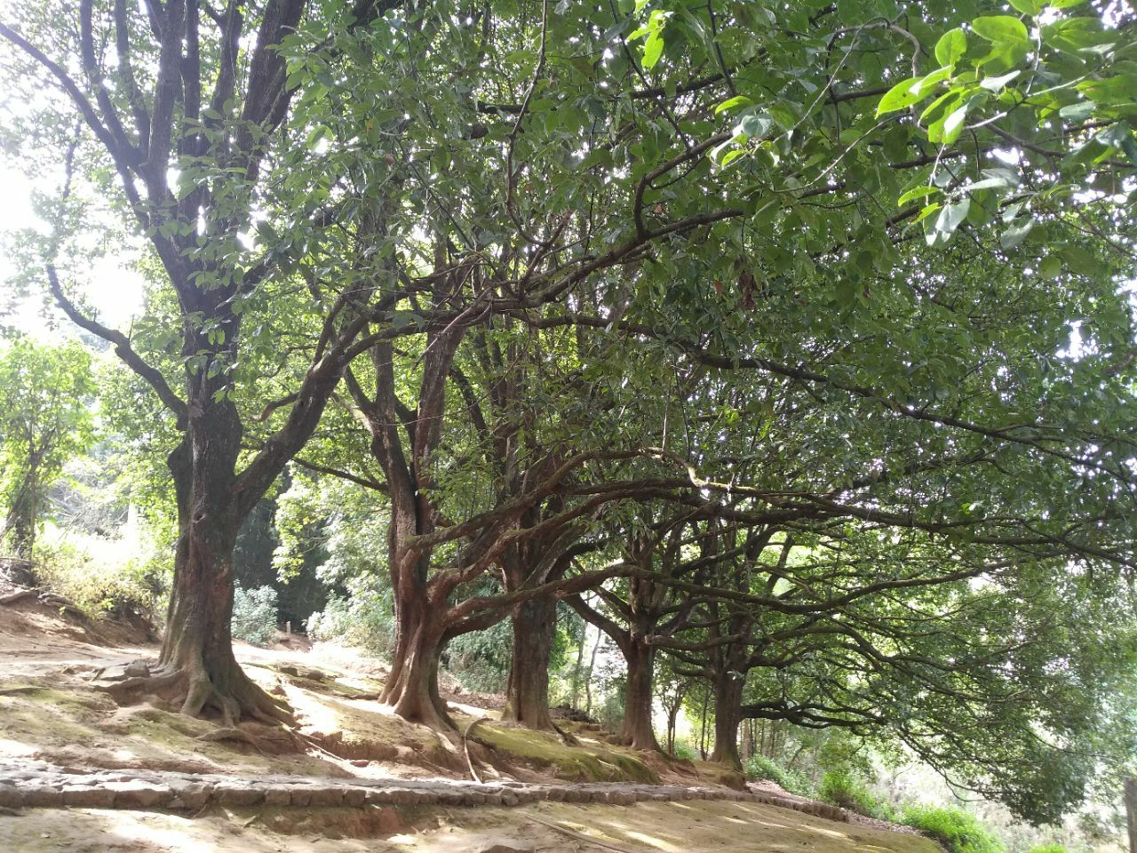 千手观音古树群