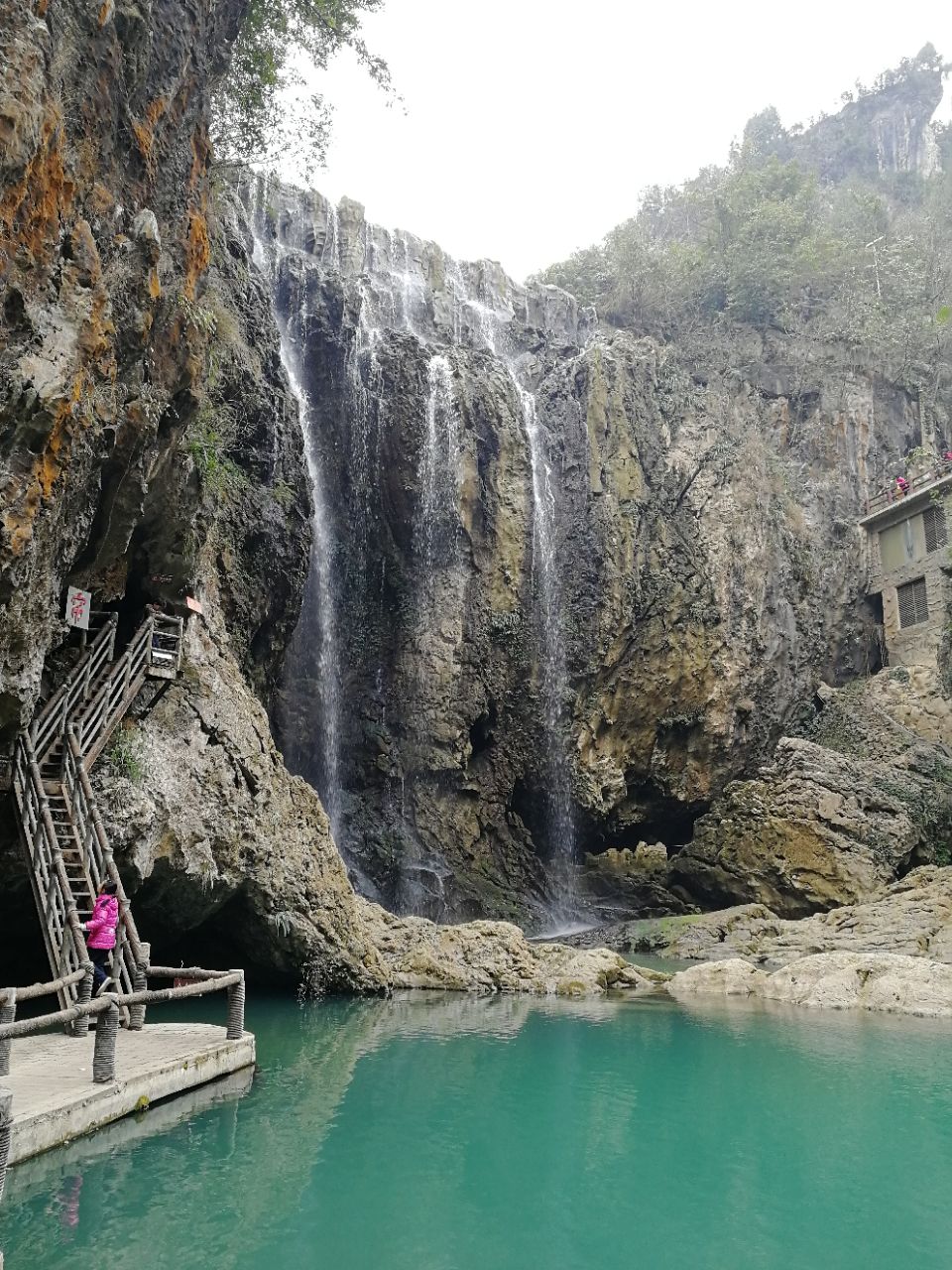 红果树