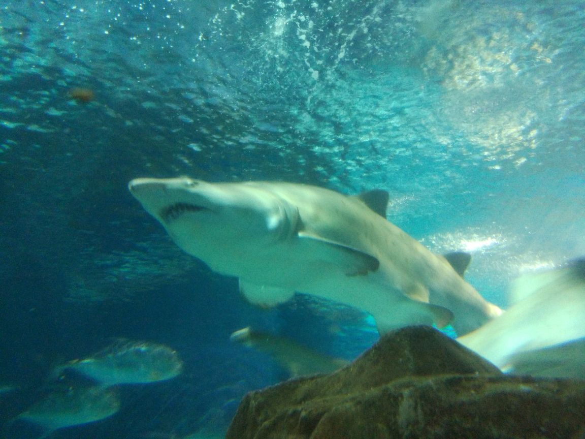 上海海洋水族馆