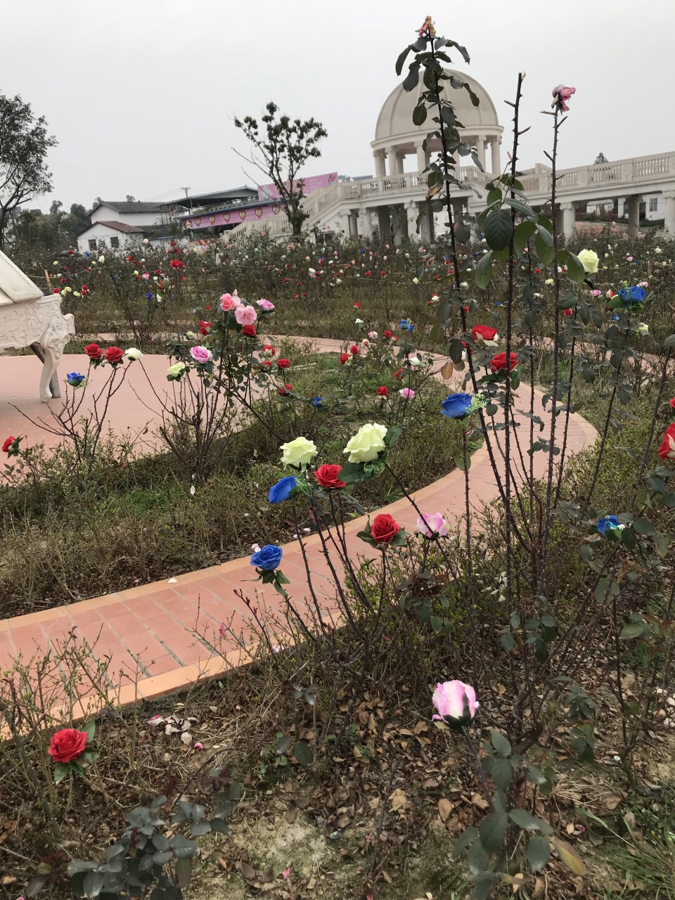 自贡玫瑰海好玩吗,自贡玫瑰海景点怎么样_点评_评价【携程攻略】