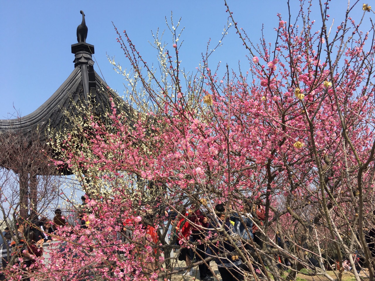 2019香雪海_旅游攻略_门票_地址_游记点评,苏州旅游