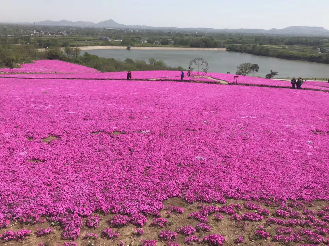 句容芝樱小镇好玩吗,句容芝樱小镇景点怎么样_点评