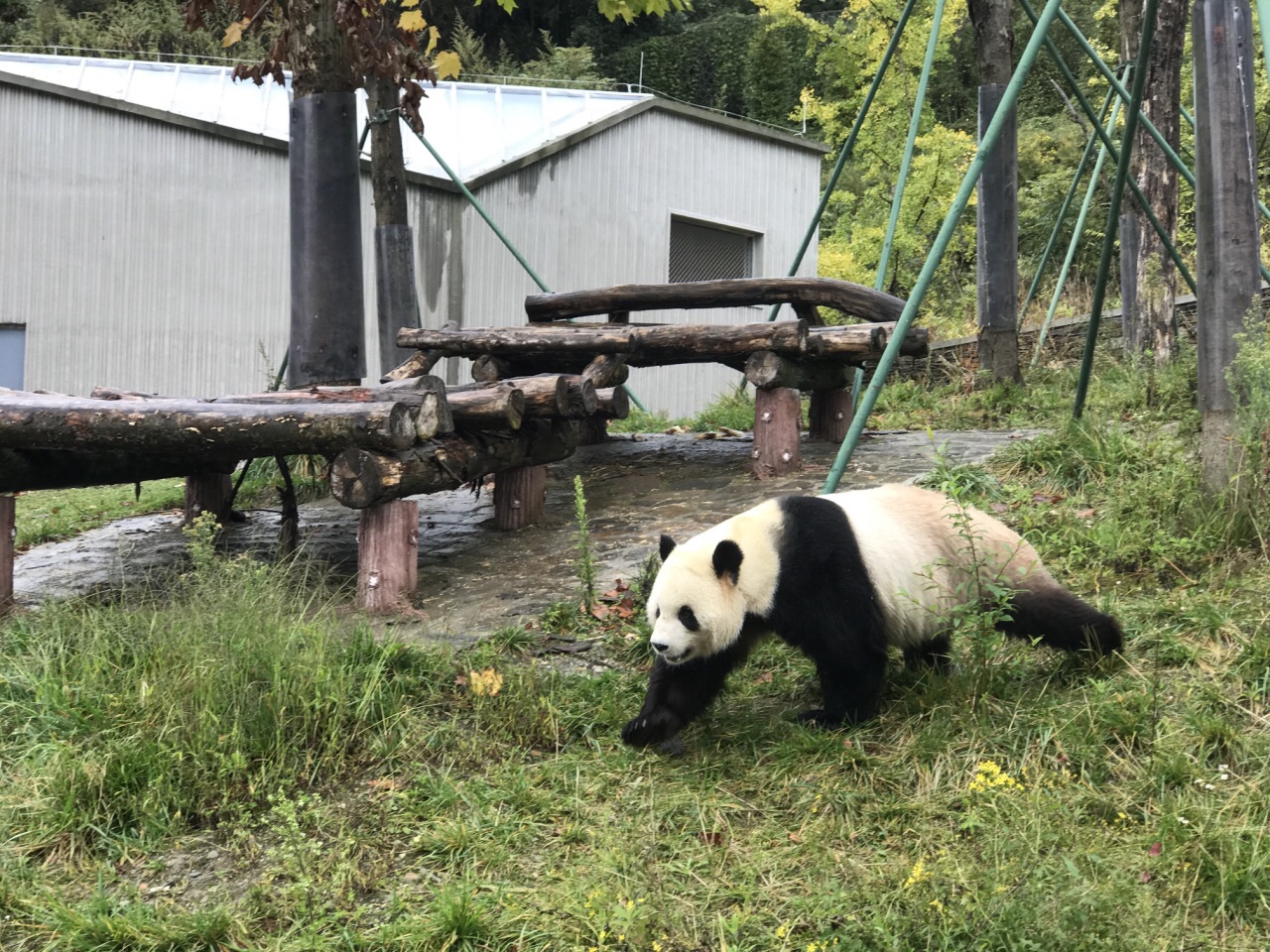 卧龙中华大熊猫苑神树坪基地