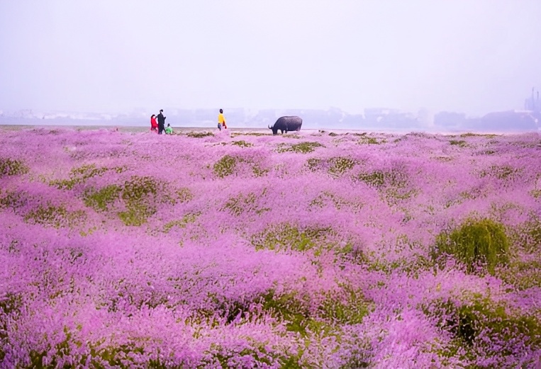 【携程攻略】都昌鄱阳湖花海景点, 蓼子花,虽无闭月之