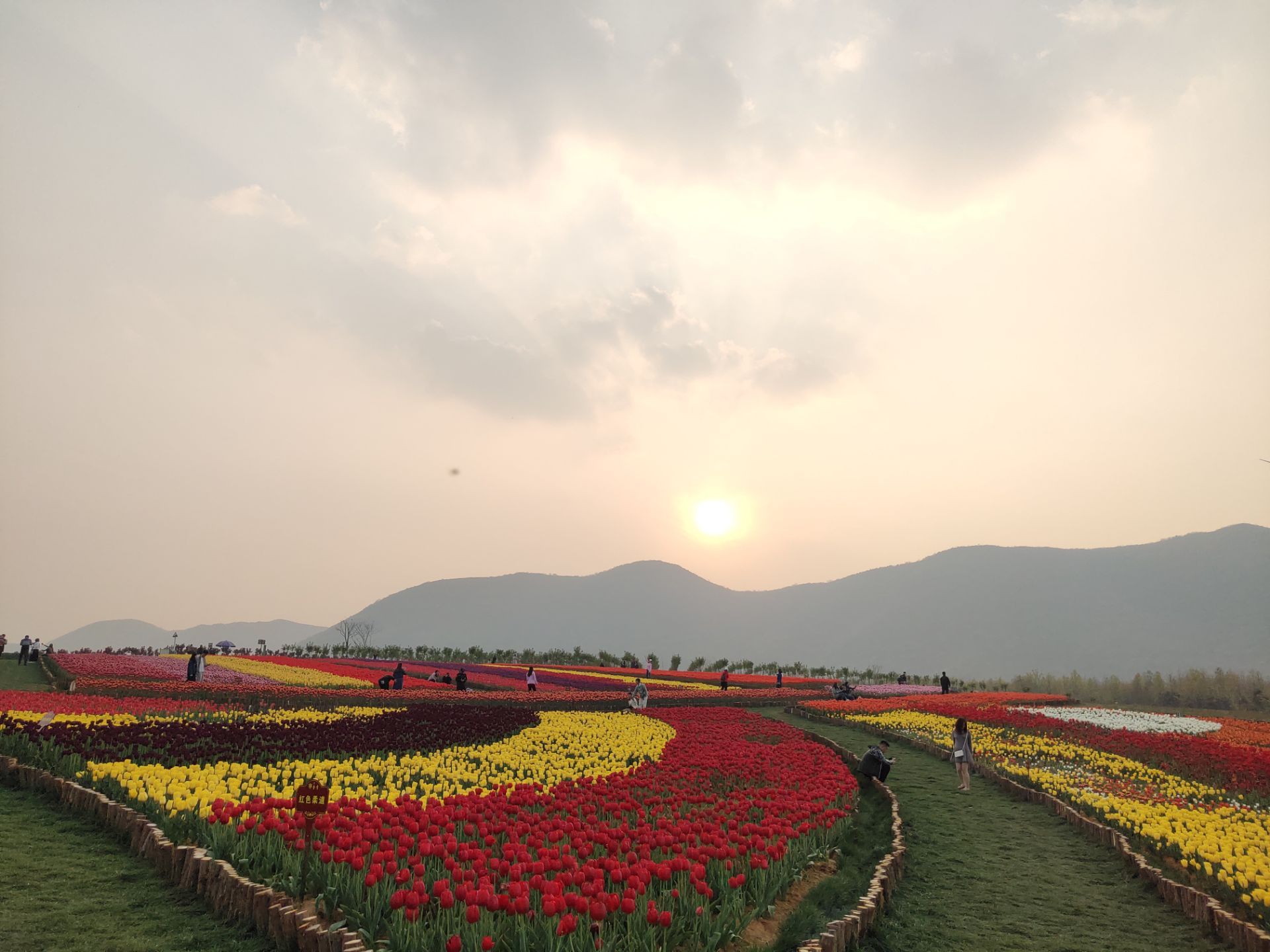 半汤郁金香高地景区