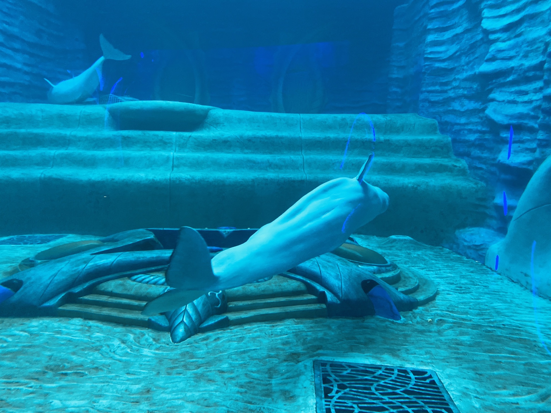三亚亚特兰蒂斯失落的空间水族馆