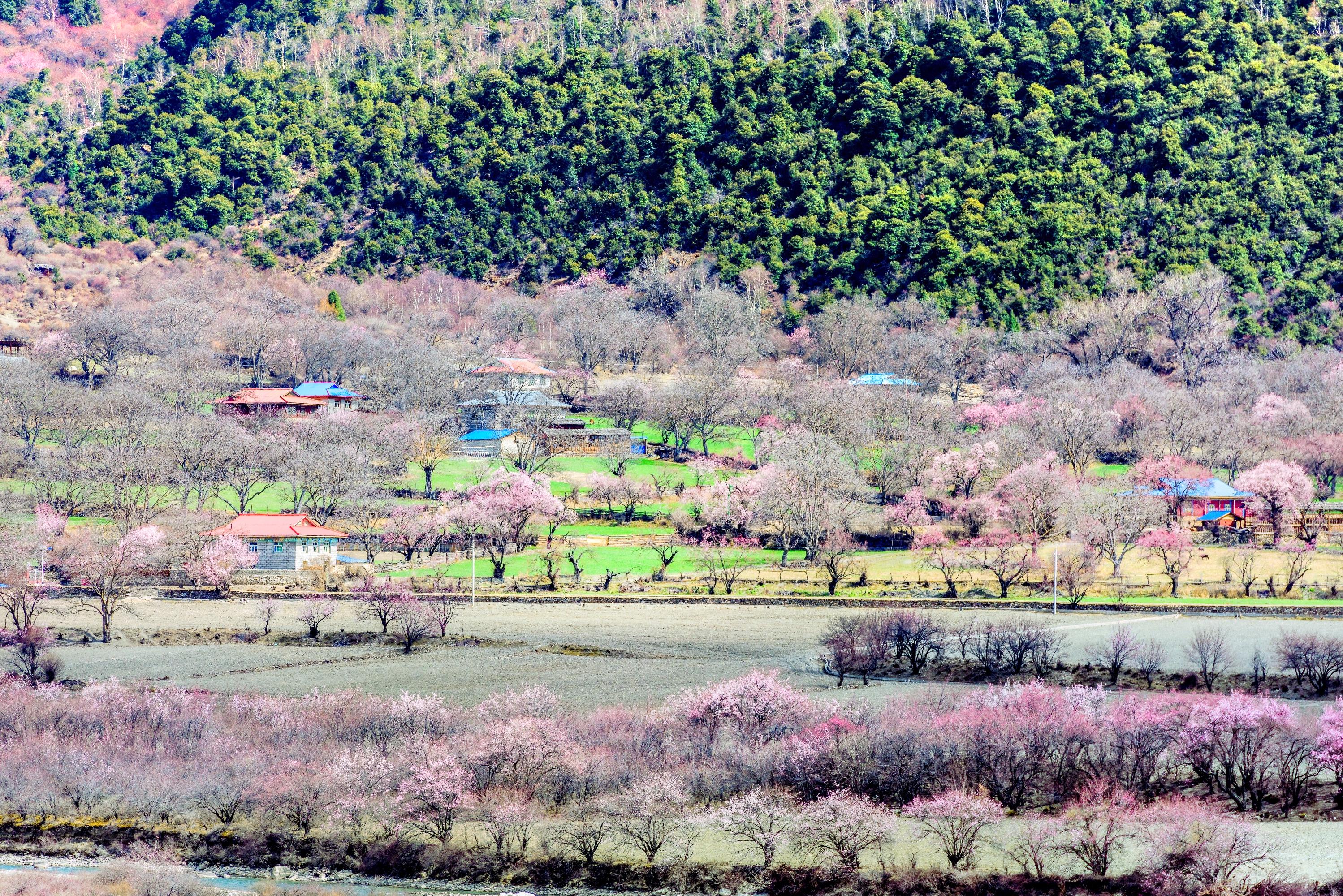 波密桃花沟