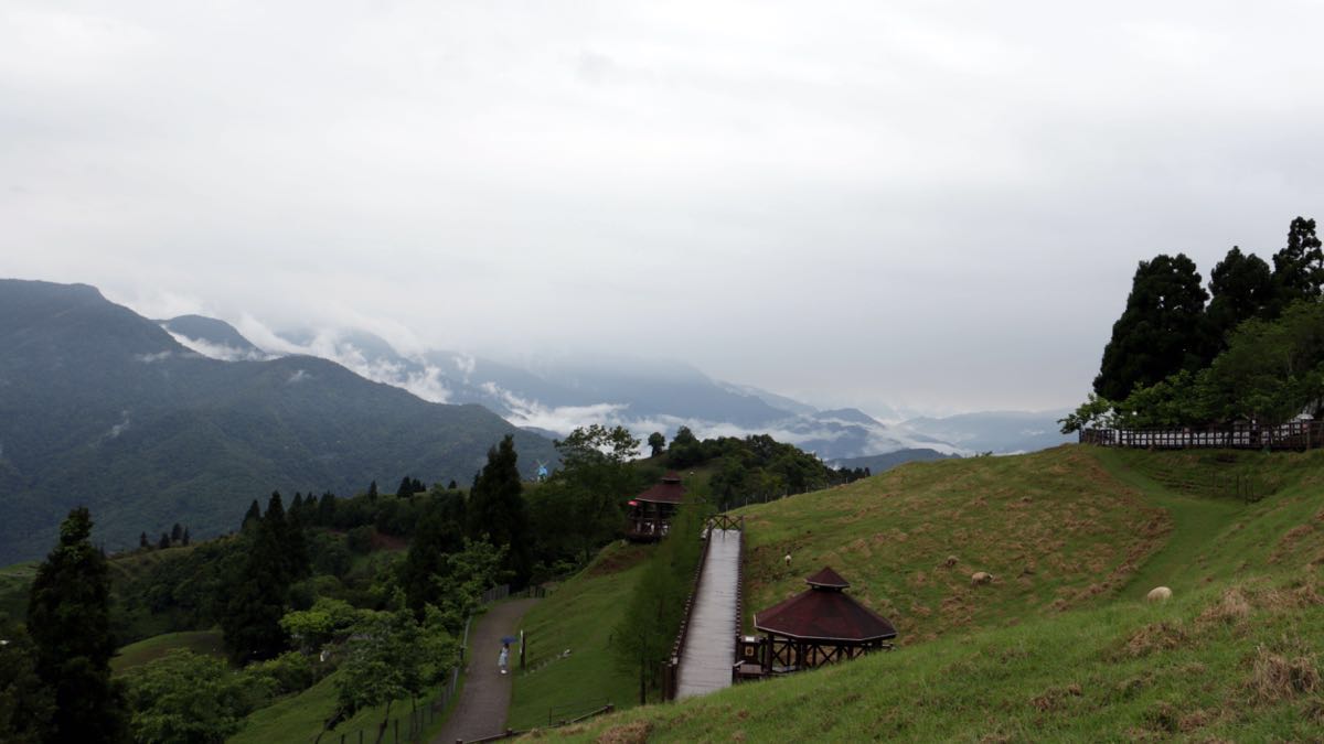 青青草原