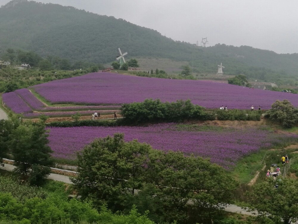 紫云花汐薰衣草庄园