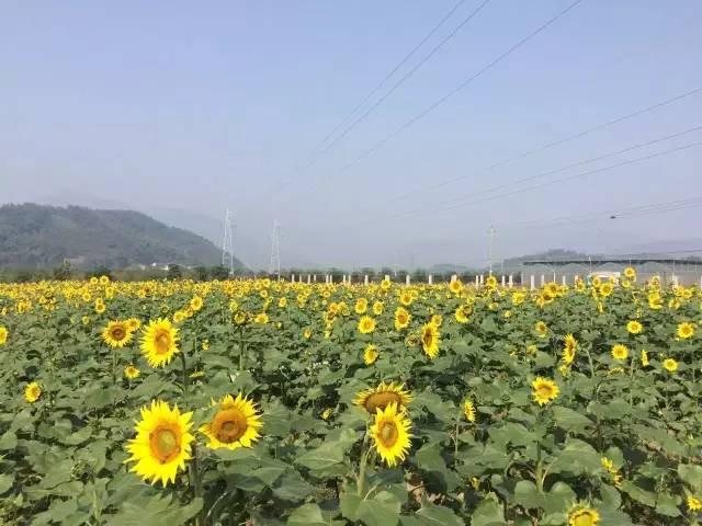 莫干山花花世界亲子基地活动介绍(赏向日葵,波斯菊,抓