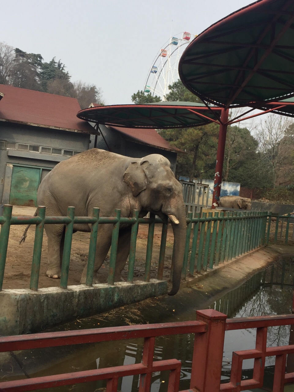 红山森林动物园