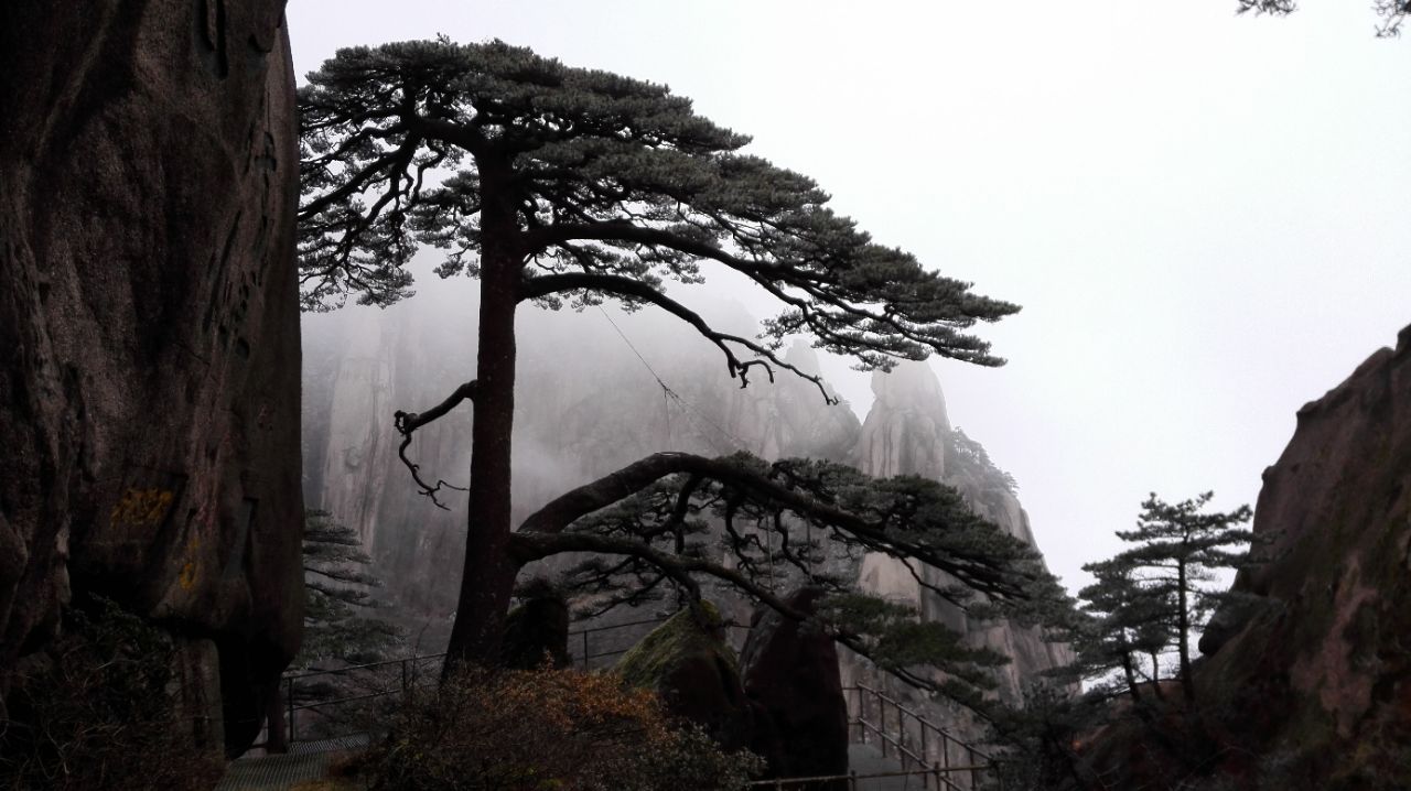 2019迎客松_旅游攻略_门票_地址_游记点评,黄山区旅游